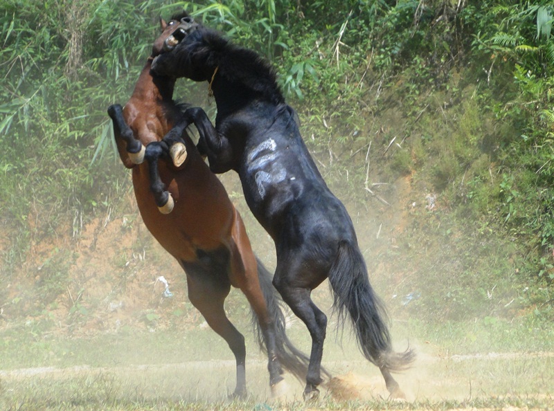 Chọi ngựa nảy lửa ở H&agrave; Giang
